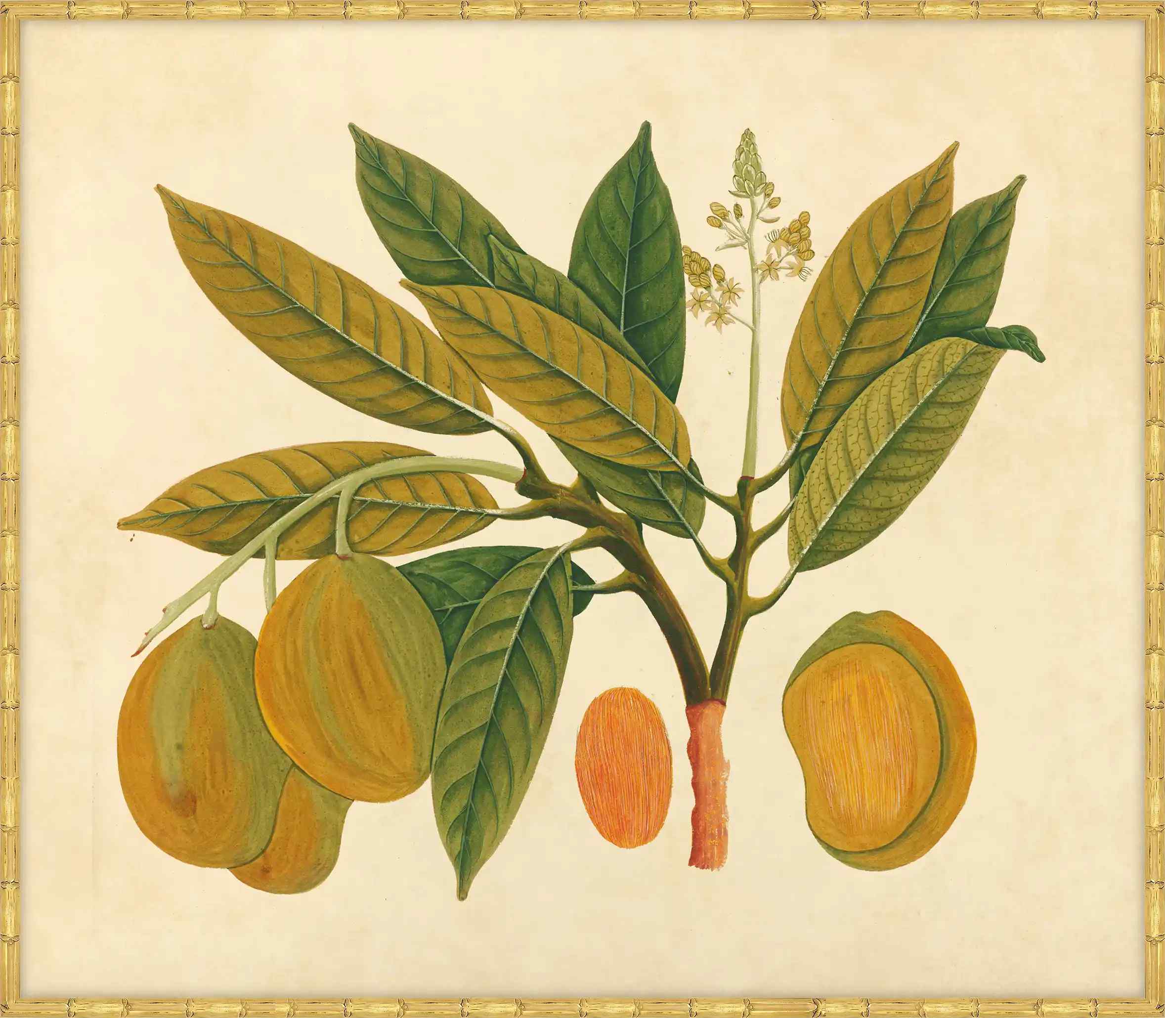 Watercolors  Of Asian Fruits And Flowers N Plate 28, 1780