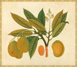 Watercolors  Of Asian Fruits And Flowers N Plate 28, 1780