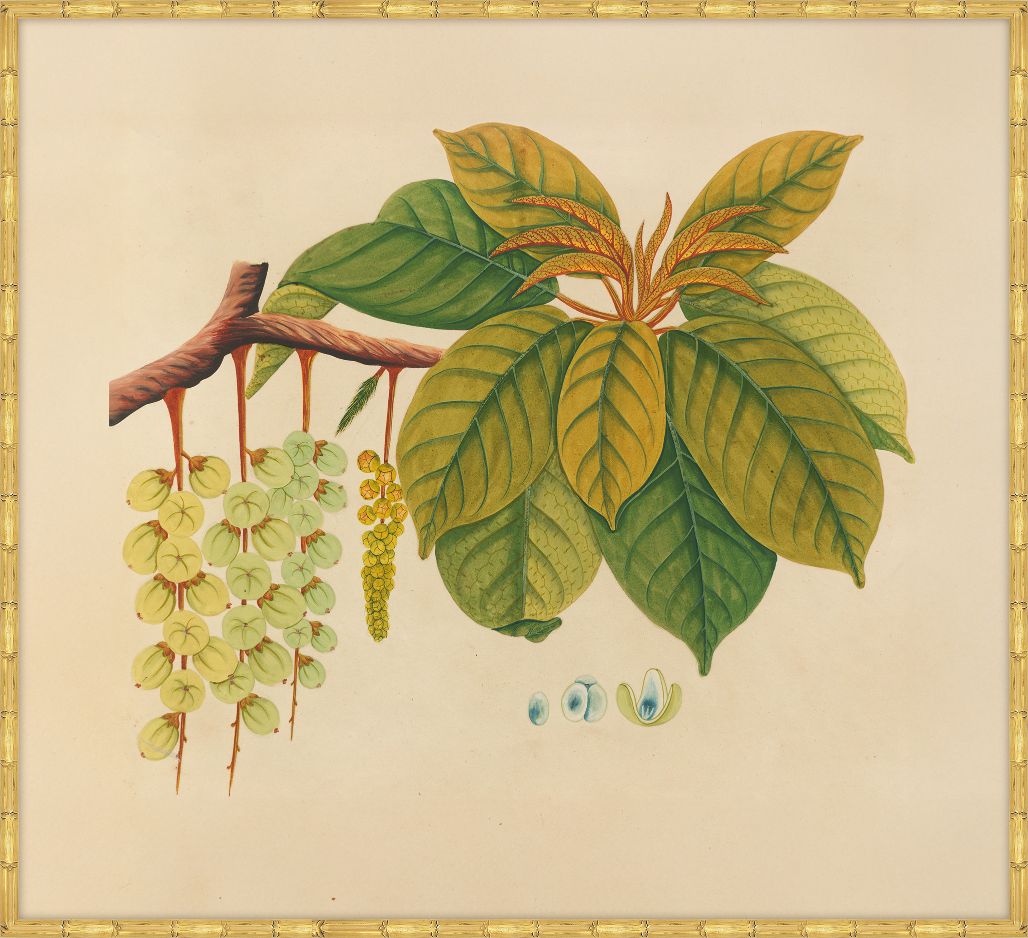 Watercolors  Of Asian Fruits And Flowers N Plate 3, 1780