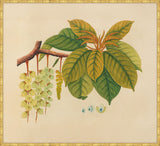 Watercolors  Of Asian Fruits And Flowers N Plate 3, 1780