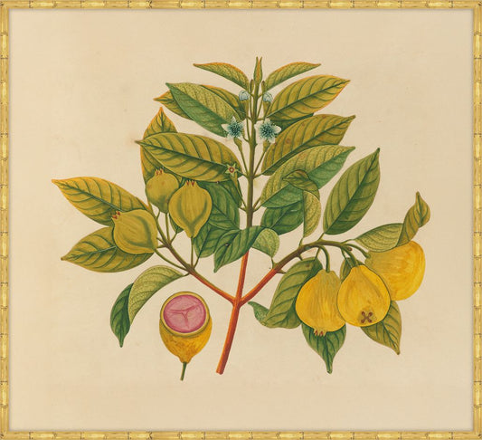 Watercolors  Of Asian Fruits And Flowers N Plate 14, 1780