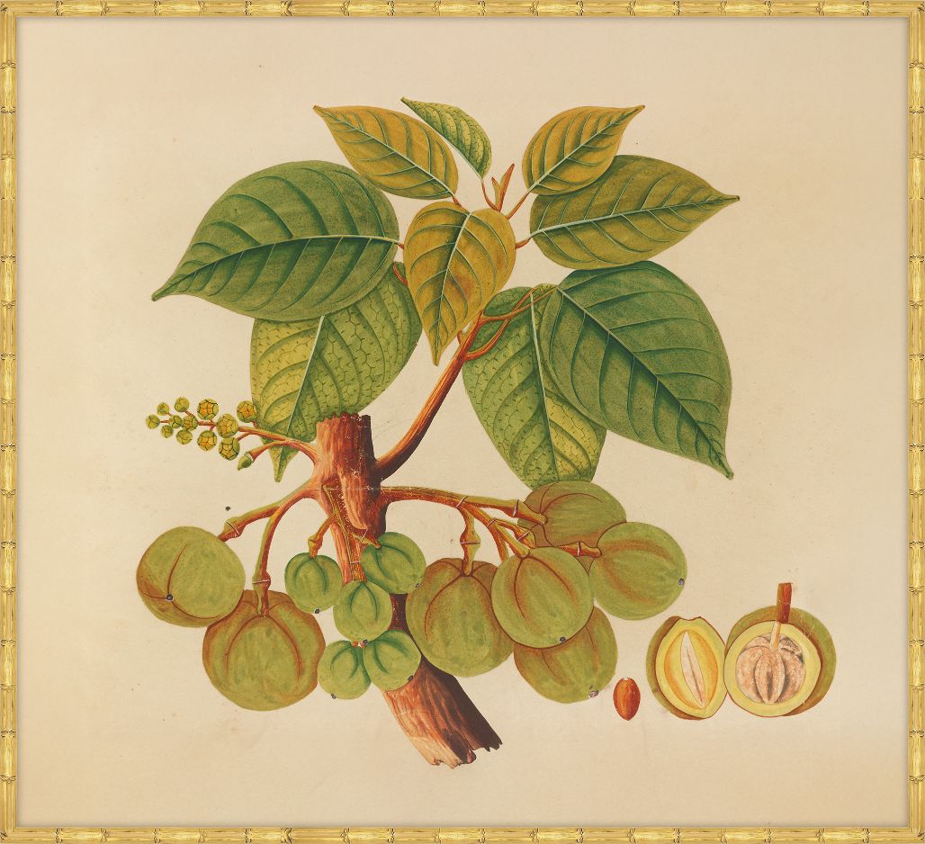 Watercolors  Of Asian Fruits And Flowers N Plate 39, 1780