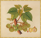 Watercolors  Of Asian Fruits And Flowers N Plate 39, 1780