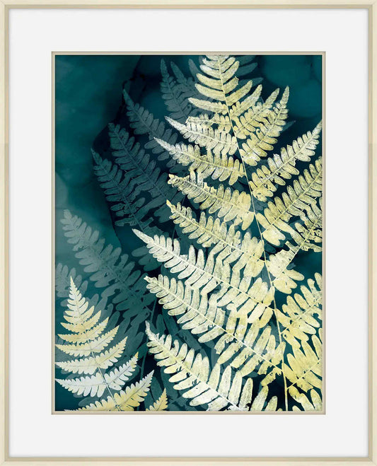 Fern Shadows