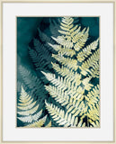 Fern Shadows