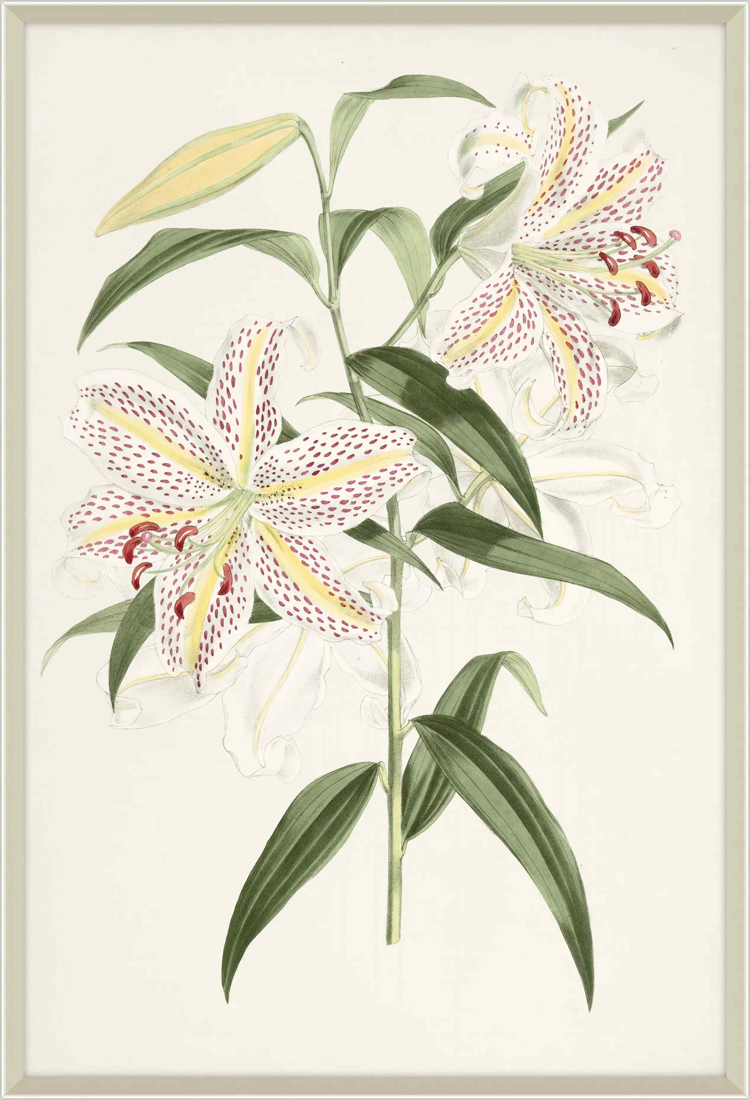 Lilium I