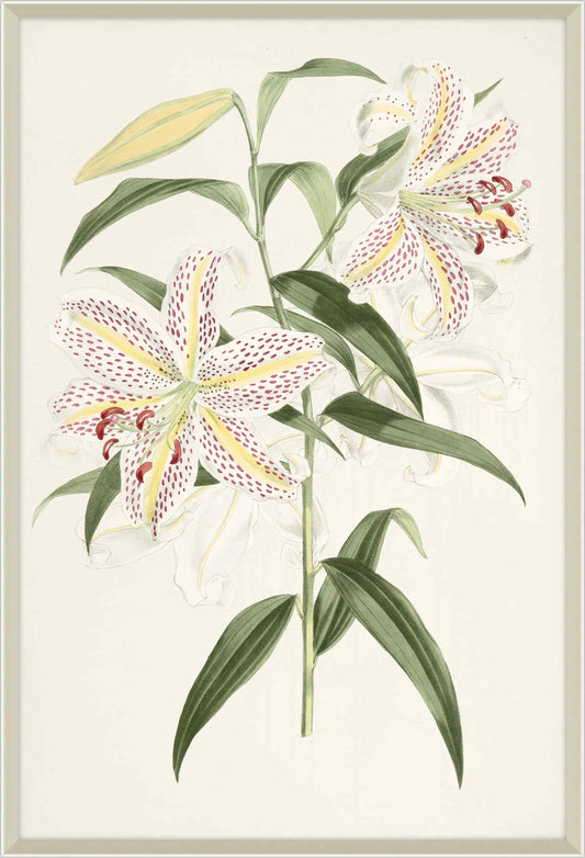 Lilium I