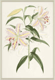 Lilium I