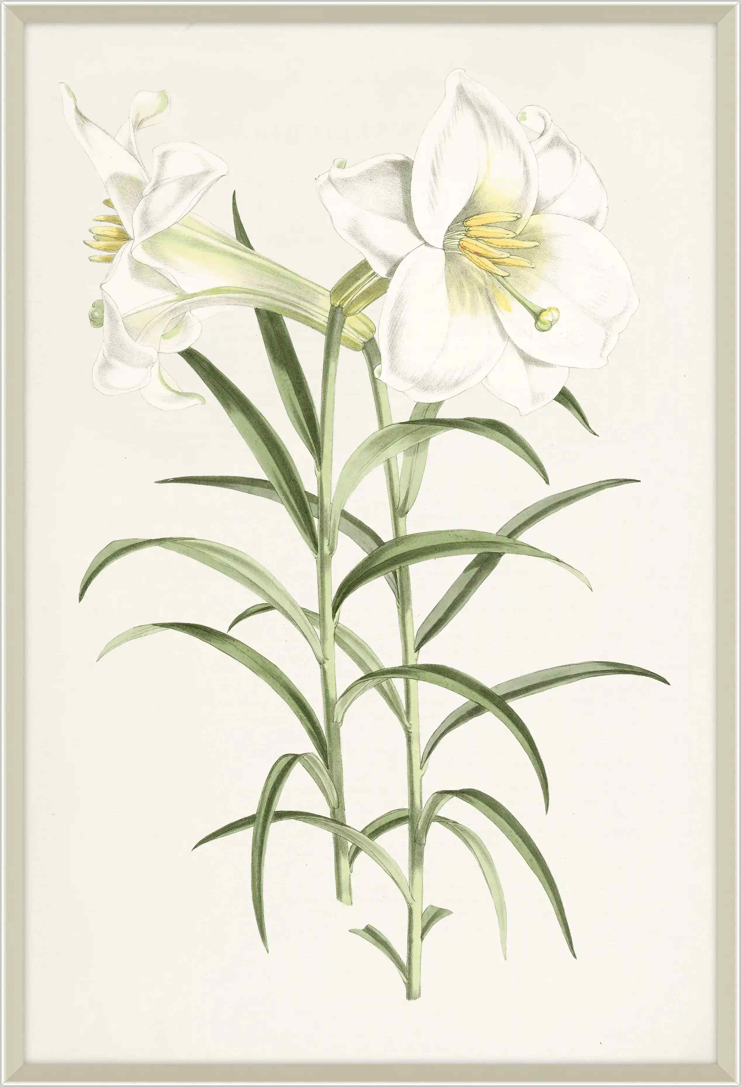 Lilium Ii