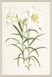 Lilium Ii