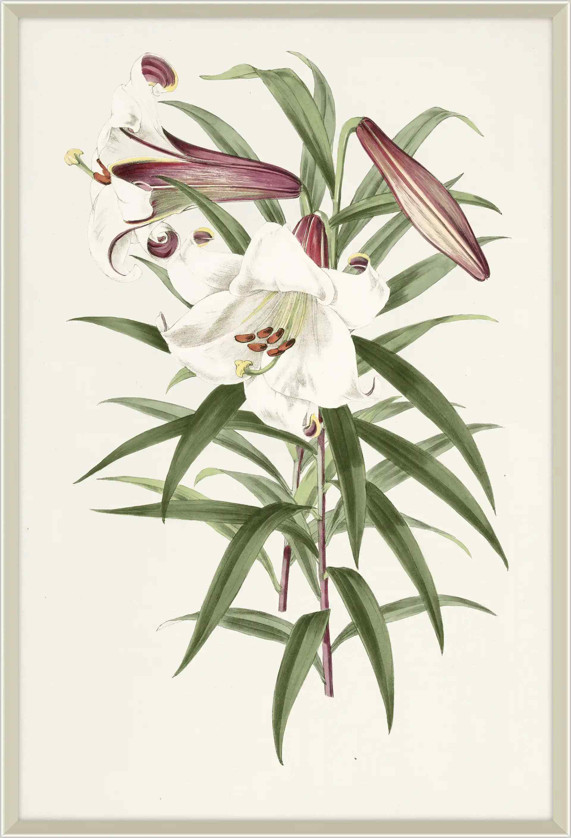 Lilium Iii