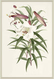 Lilium Iii