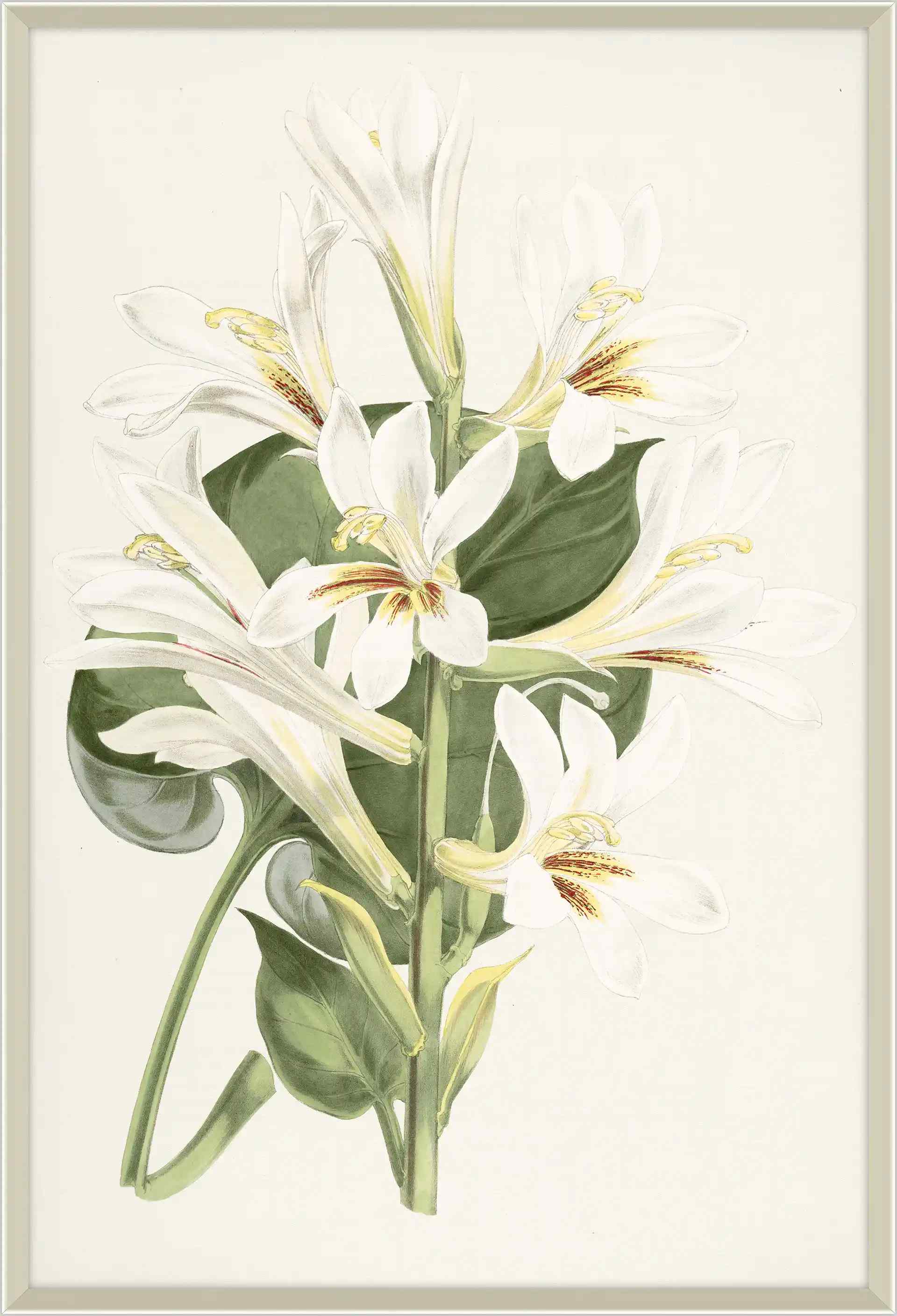 Lilium Iv