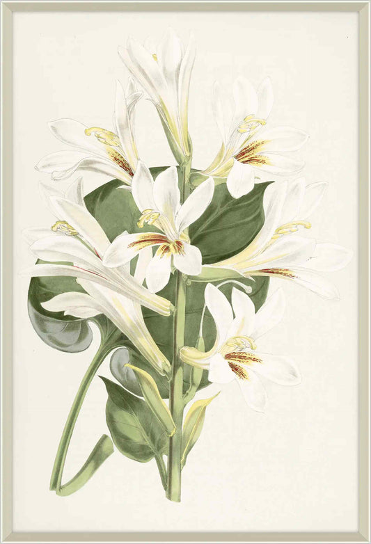 Lilium Iv
