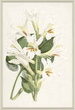 Lilium Iv