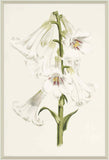 Lilium V