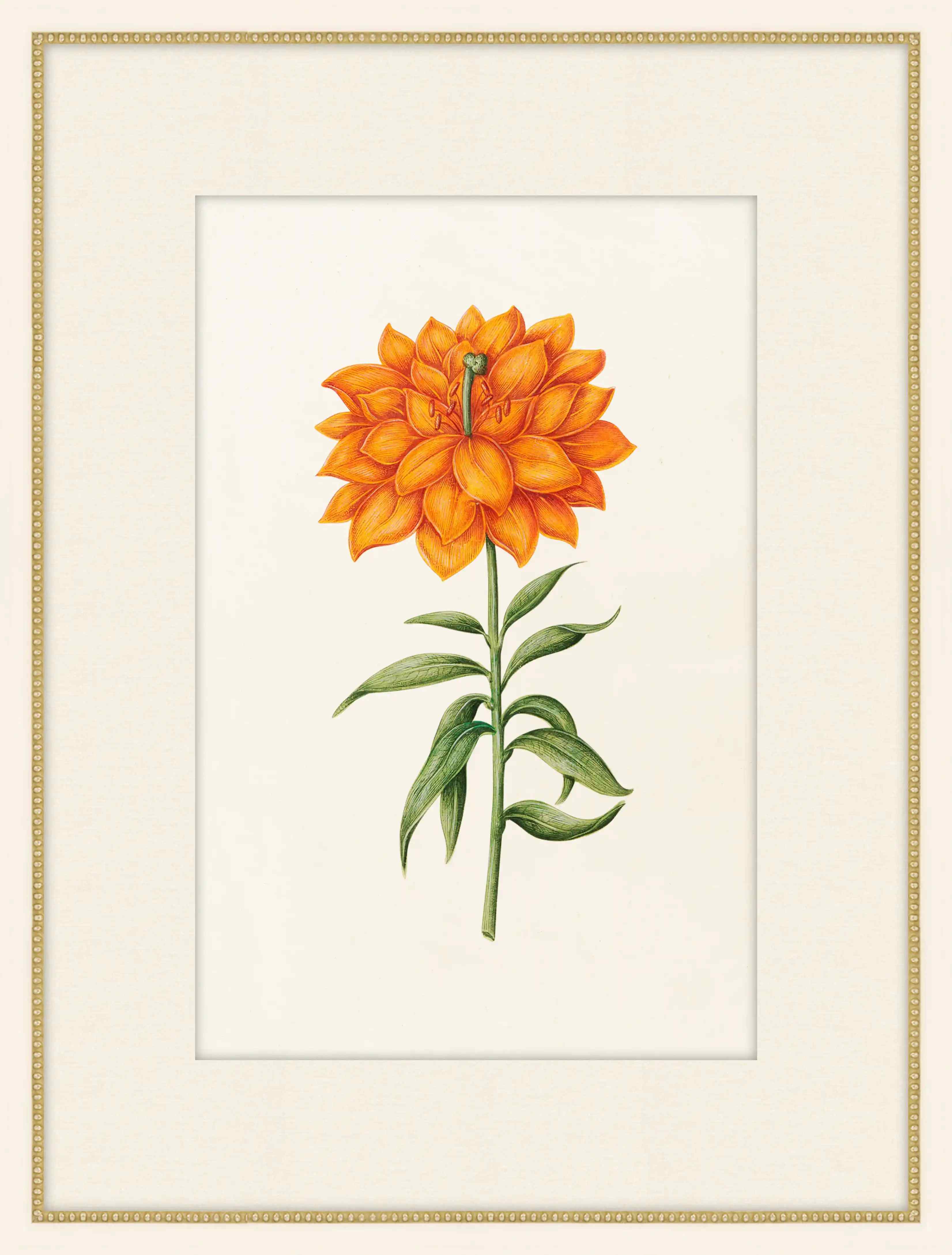 Orange Lilia
