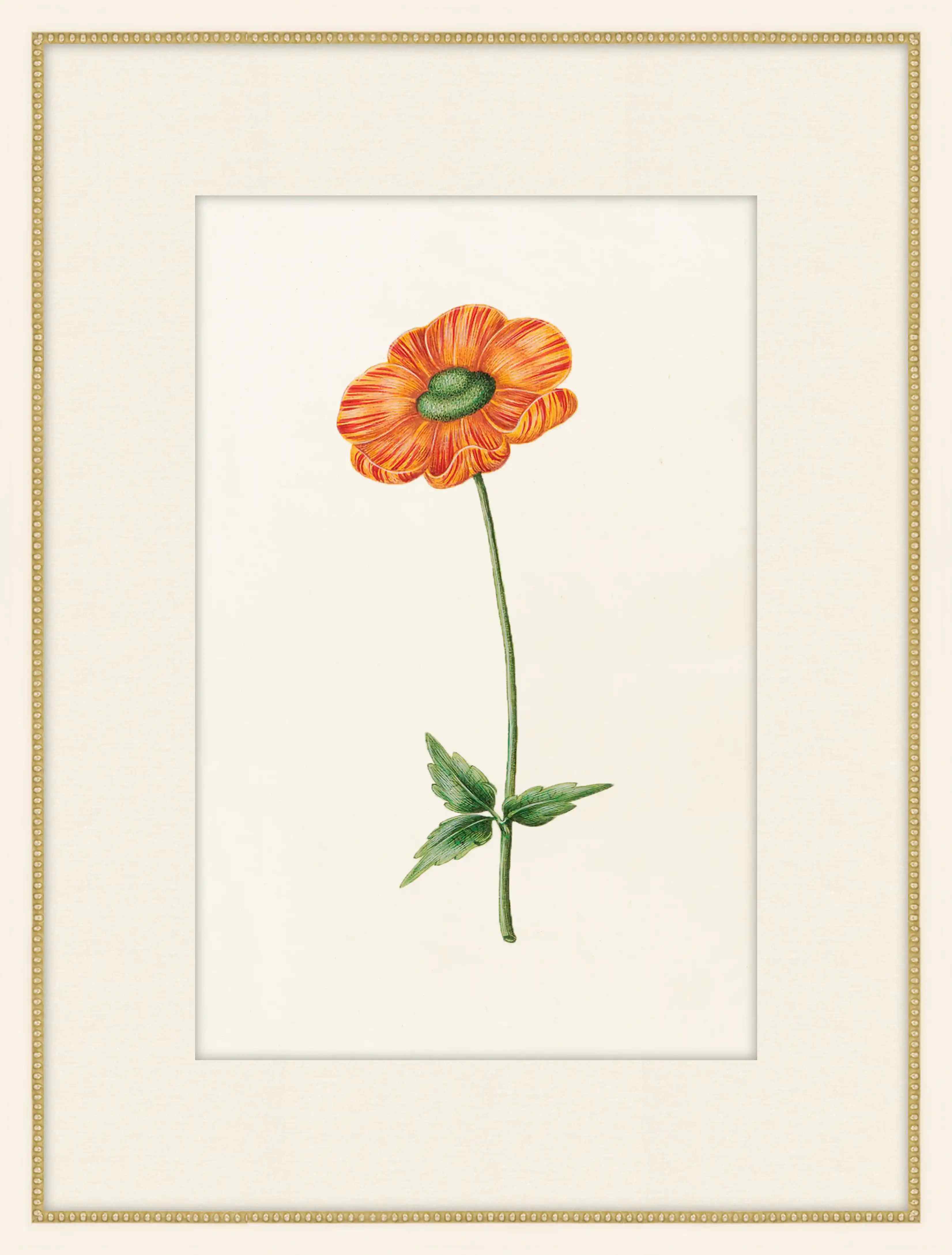 Ranunculus