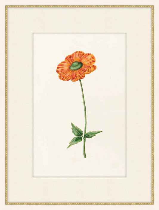 Ranunculus
