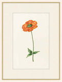 Ranunculus