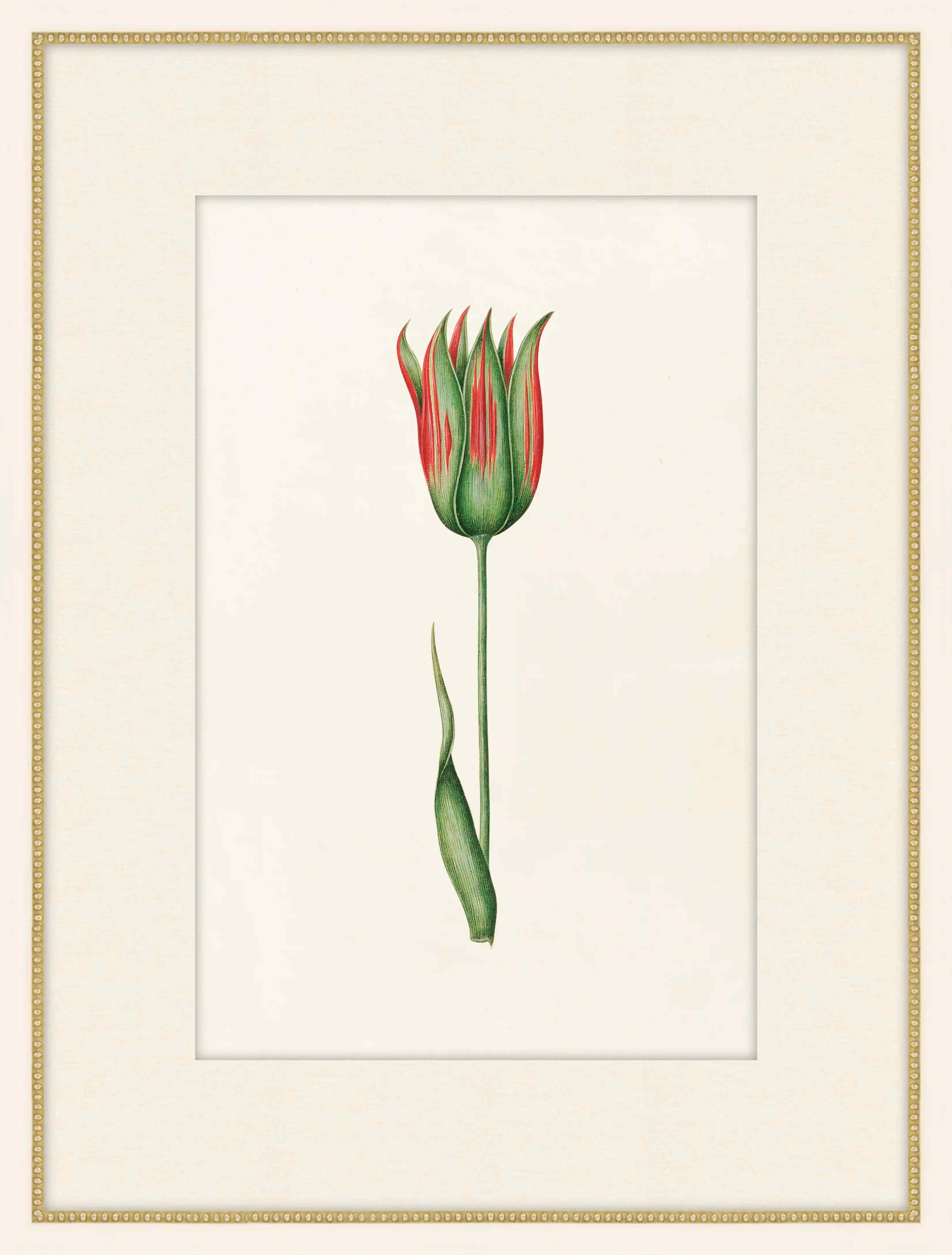 Green And Red Tulipa