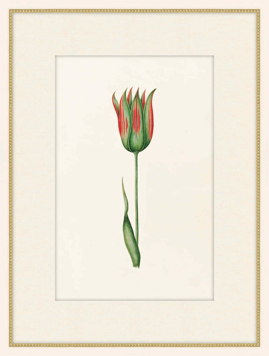 Green And Red Tulipa