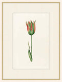 Green And Red Tulipa