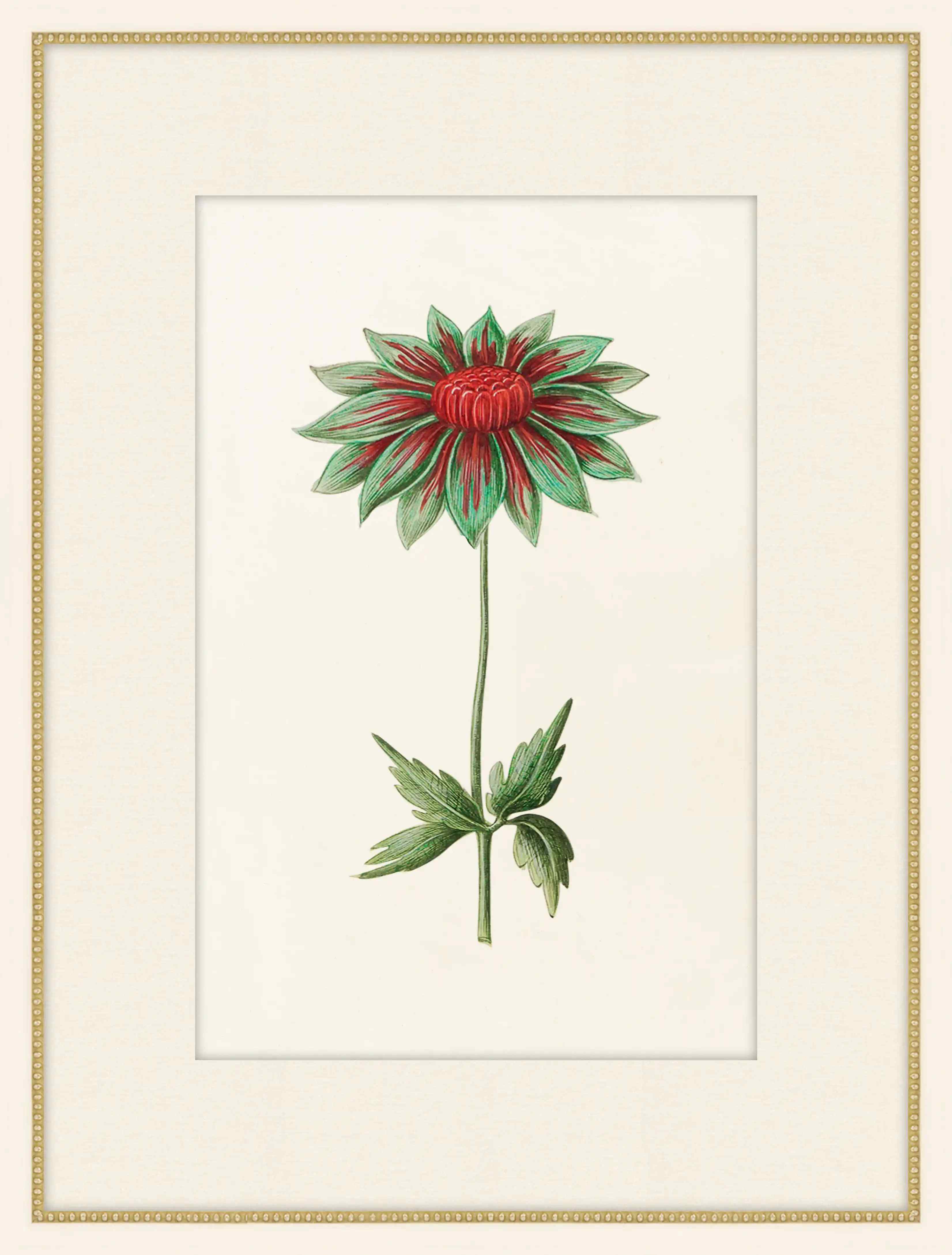 Anemone  Green And Red