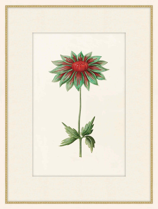 Anemone  Green And Red
