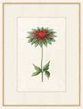 Anemone  Green And Red