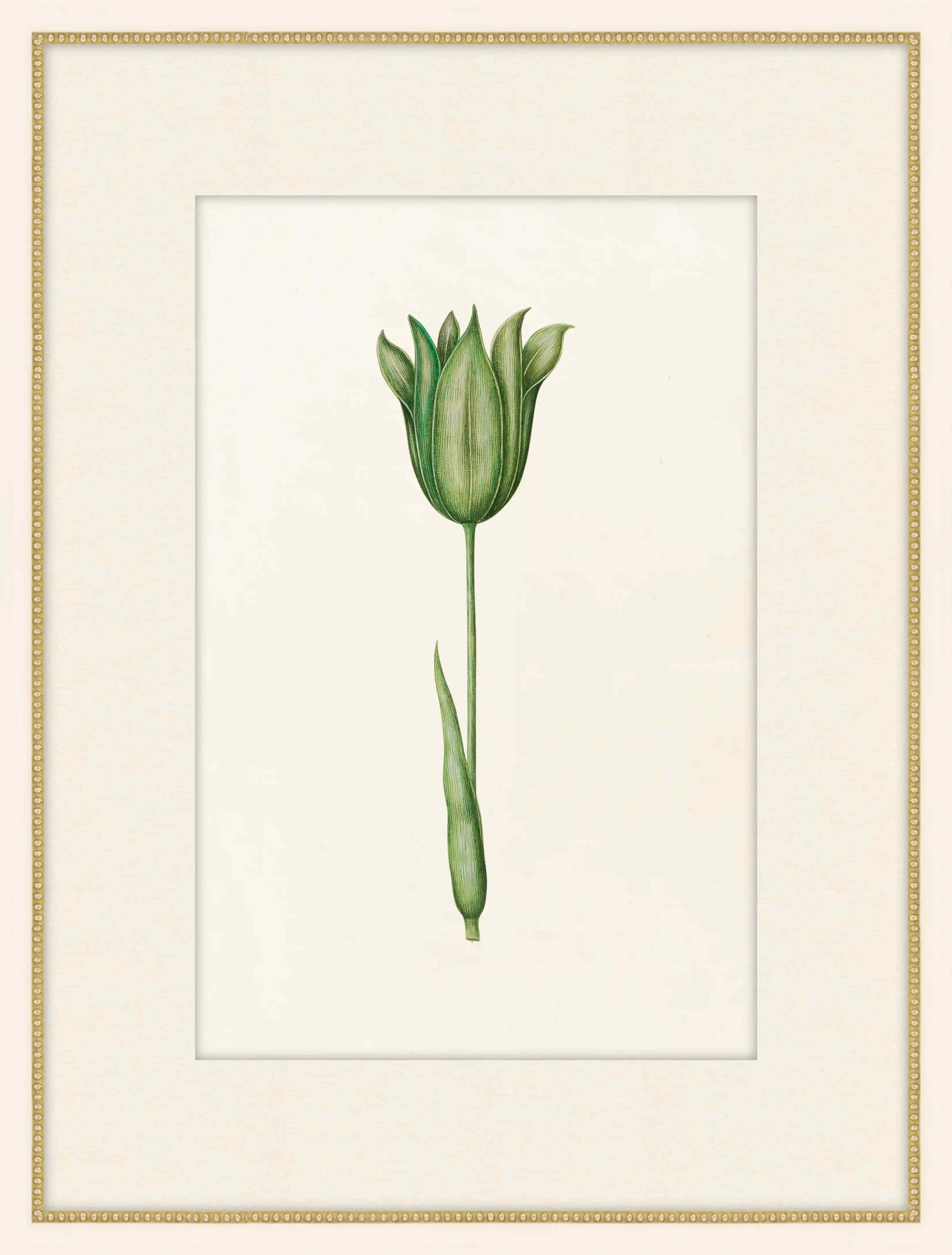 Green Tulipa