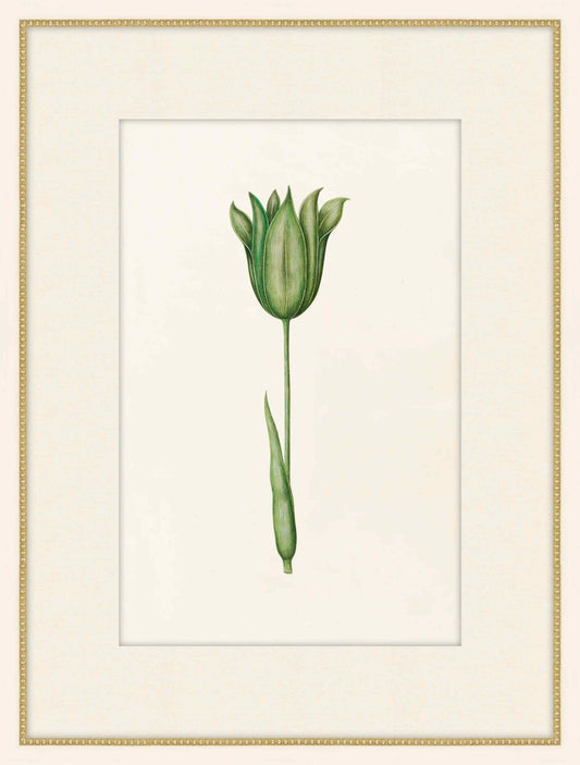 Green Tulipa