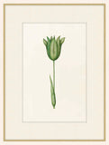 Green Tulipa
