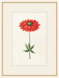 Anemone Green Center