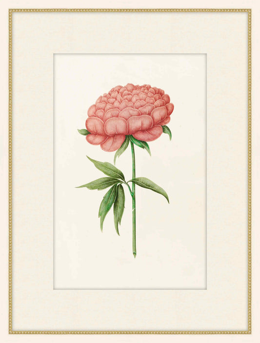 Pink Peonia