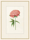 Pink Peonia