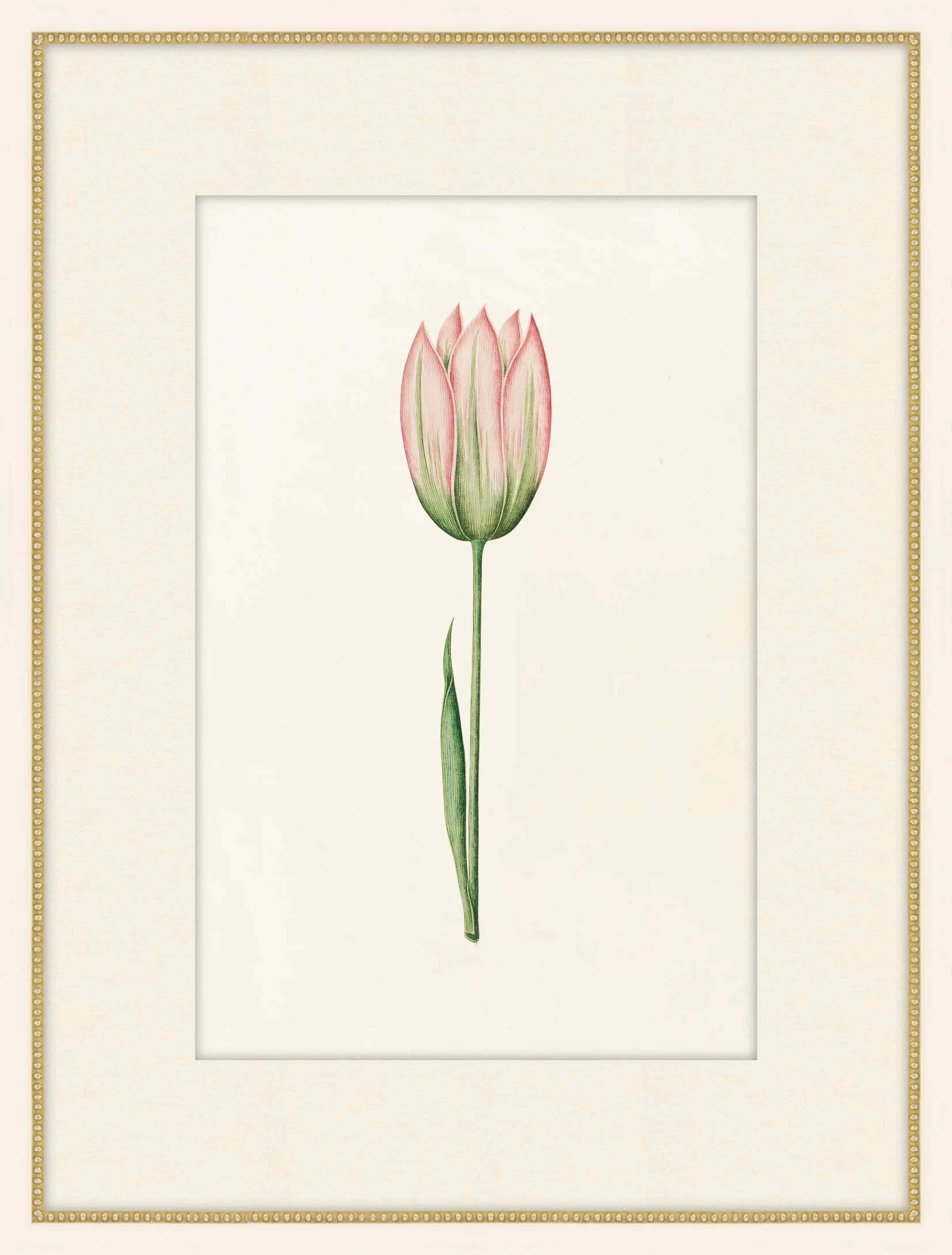Pink Tulipa