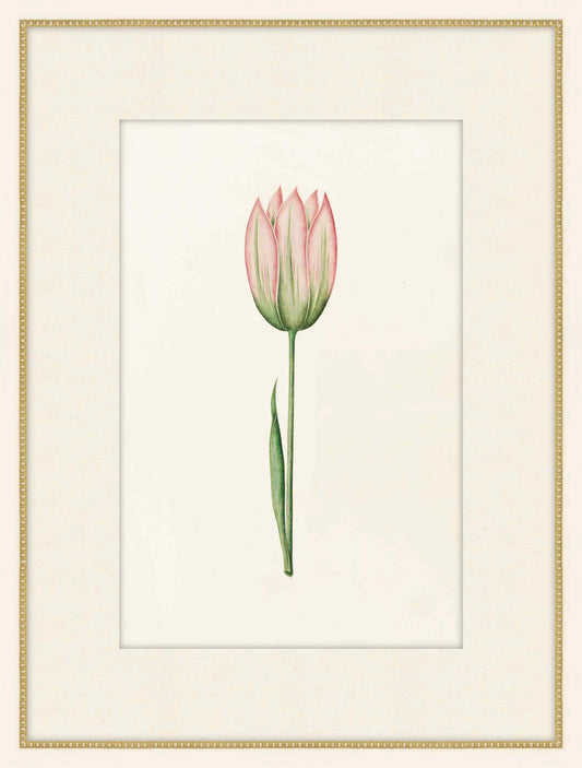 Pink Tulipa