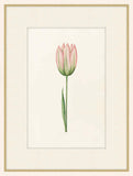 Pink Tulipa