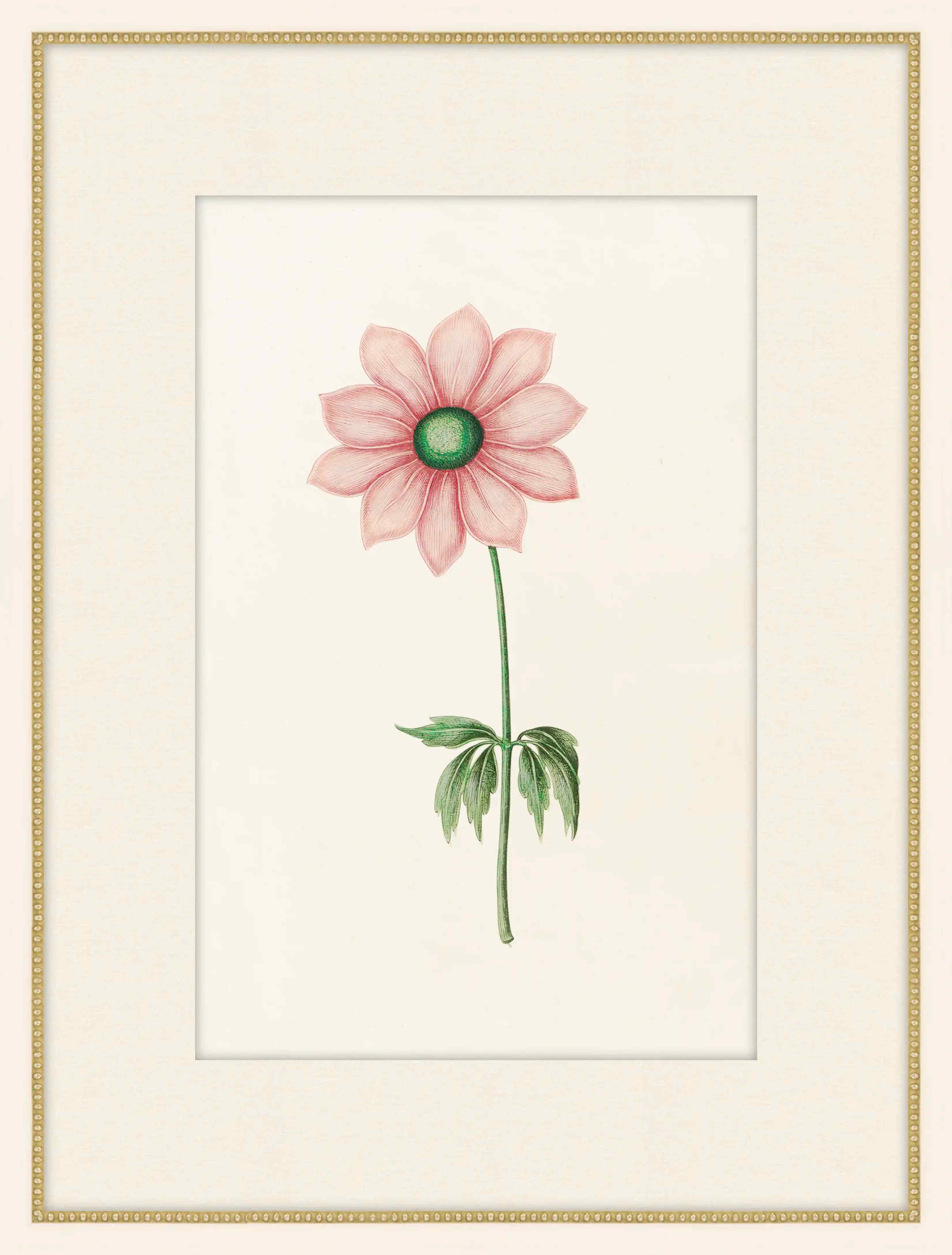 Anemone With Green Center