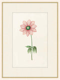 Anemone With Green Center