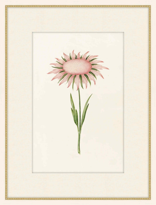 Flos