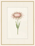 Flos