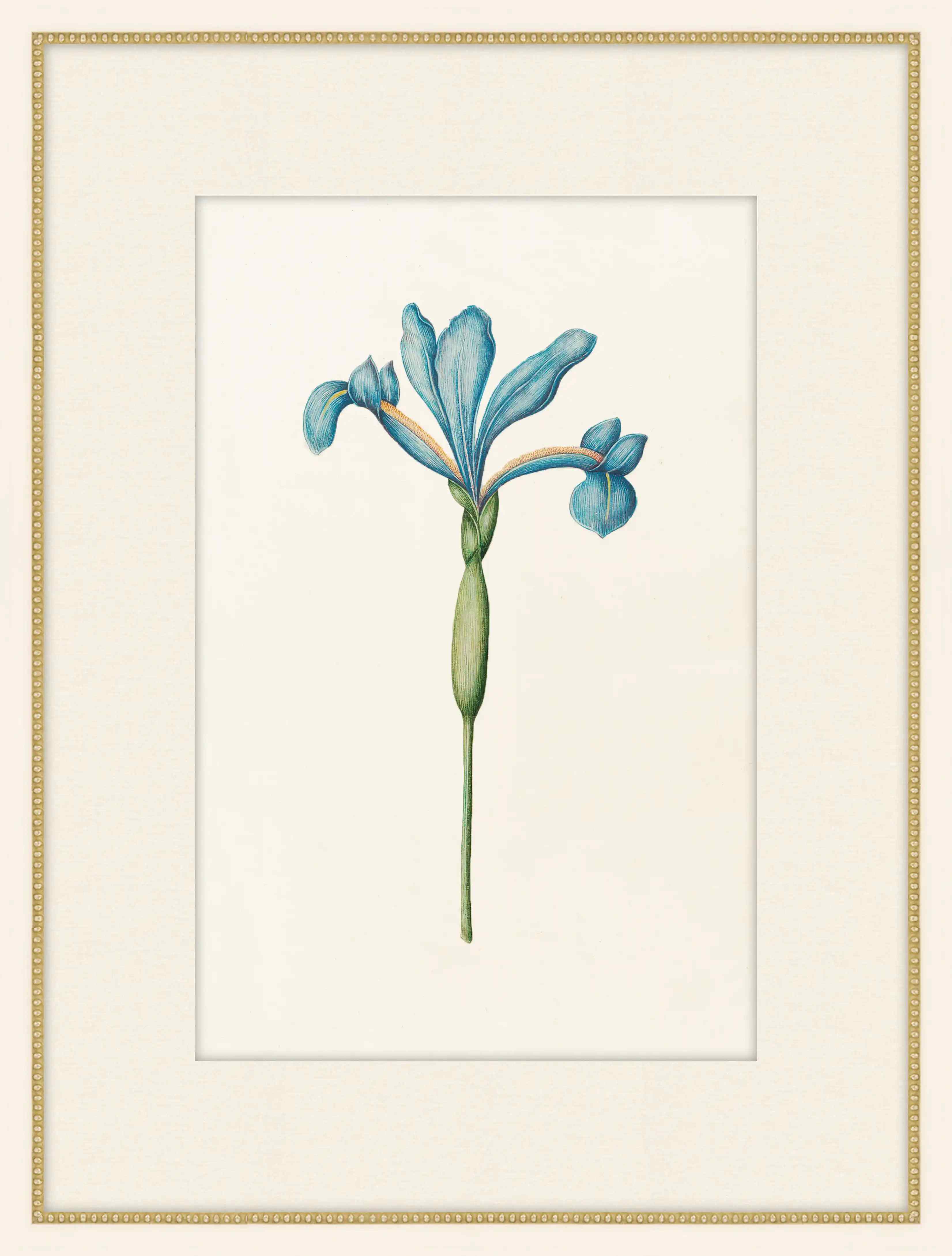 Iris