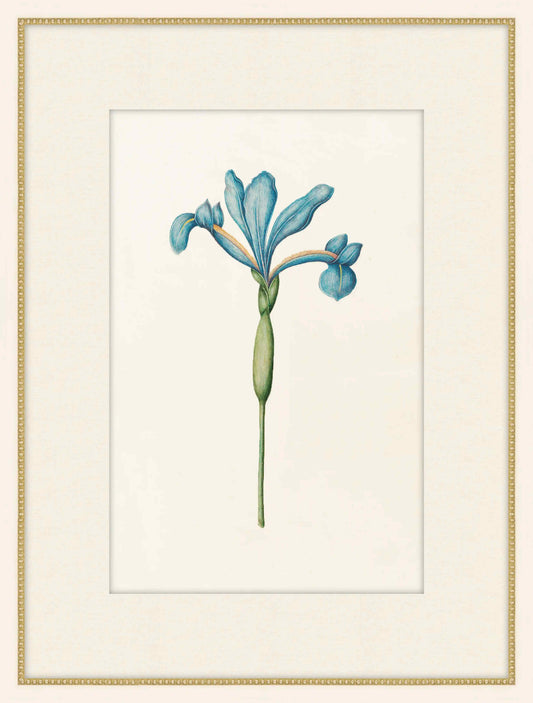 Iris