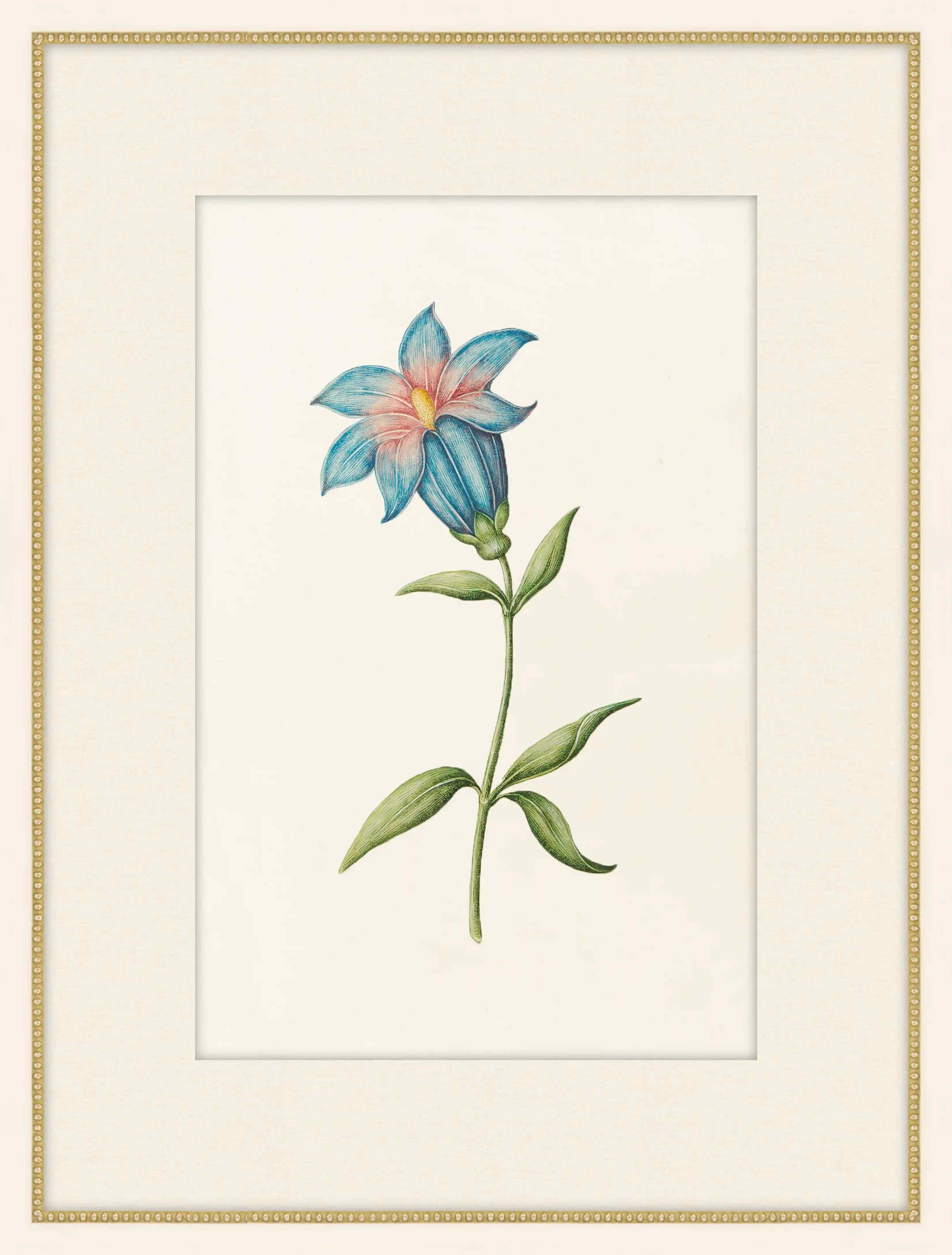 Gentian