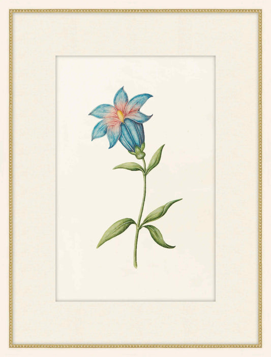 Gentian