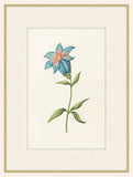 Gentian