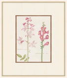 Snapdragon