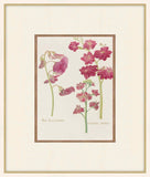 Chinese Pea